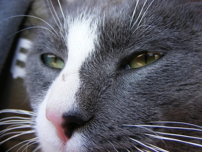 600-gray-white-cat-nose